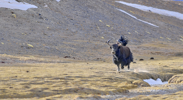 Tibet, danni da fauna selvatica: rimborsati 960 mln yuan ai residenti locali