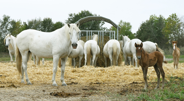 I cavalli bianchi della Brussa