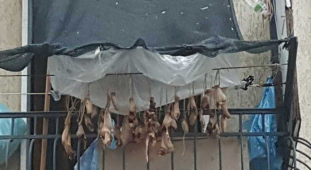 Animali stesi sul balcone ad essiccare, blitz dei vigili, la cinese: «E' una tradizione»