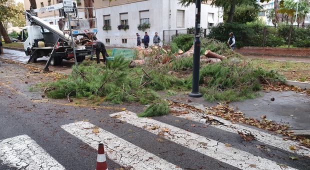Allarme alberi a Latina, abbattuti altri due pini a viale Mazzini