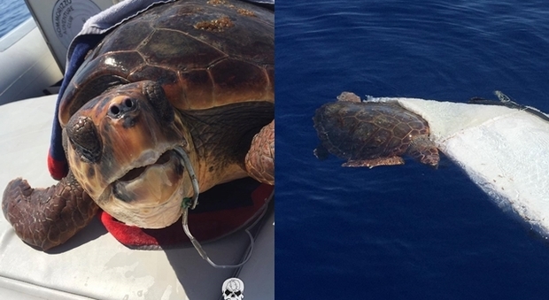 La tartaruga Charlotte agganciata da un amo da tonno: «Ecco i pericoli della pesca illegale»