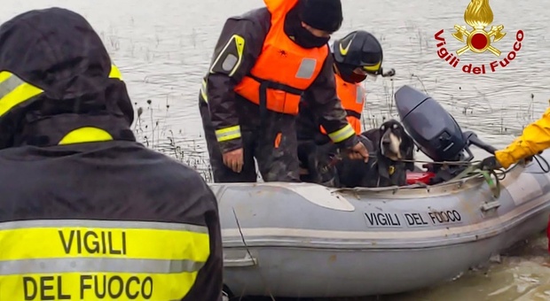 Orvieto, due cani da caccia recuperati dai Vigili del Fuoco sul lago di Corbara