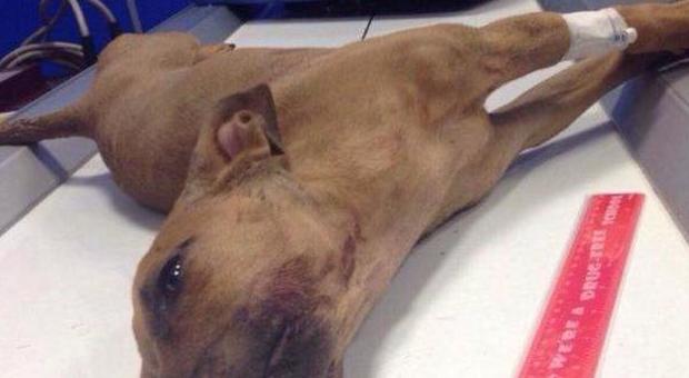 Marcianise. Cucciola massacrata, l’animale ricoverato alla Facoltà di Veterinaria di Napoli