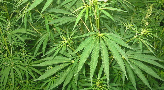 Nocera Inferiore, rubano cannabis per uso medico dal terreno di un'azienda
