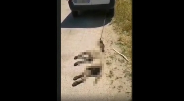 Uccide un cane trascinandolo con il furgone e posta il video sui social, arrestato si giustifica: «Ha morso mia figlia»