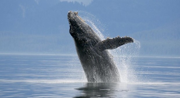 Uccise più di 50 balene in area protetta per «scopi scientifici», la denuncia del Wwf