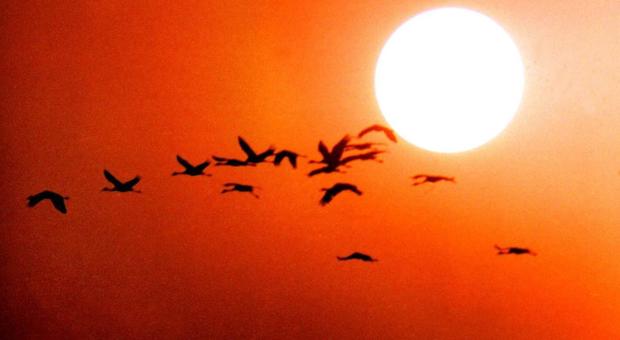 Rapporto choc di Science: nel Nordamerica sono spariti tre miliardi di uccelli in 50 anni
