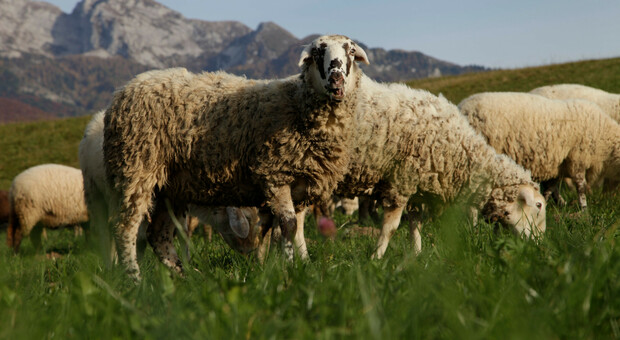 pecore (foto d'archivio)
