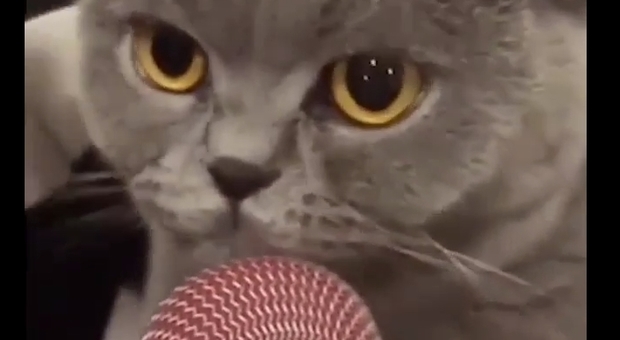 "Miao" al microfono, i gatti cantanti spopolano sui social con la nuova moda
