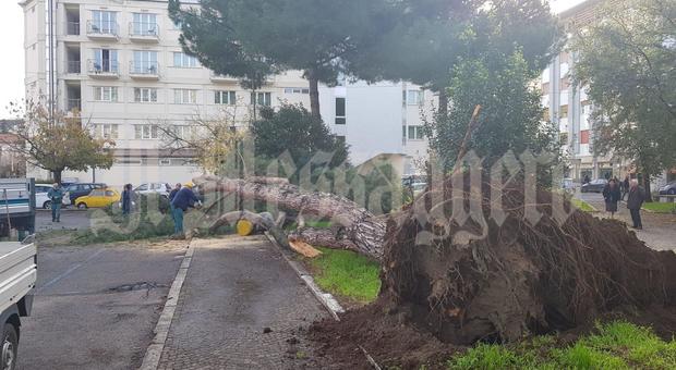 Latina, paura in centro: cade un grosso pino nel parcheggio di via Emanuele Filiberto