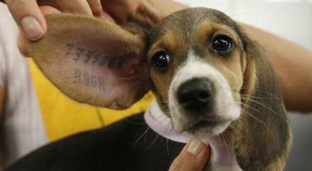 Animali, Consulta di Verona accusa multinazionale, cani per esperimenti: sono beagle utilizzati nel centro Aptuit della Evoteo