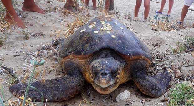 Cilento, tartaruga tenta di nidificare in spiaggia: ma c'è troppa gente e se ne va