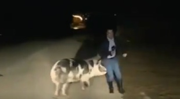 «Mi sta mordendo»: giornalista scappa da un maiale che lo insegue mentre trasmette in diretta