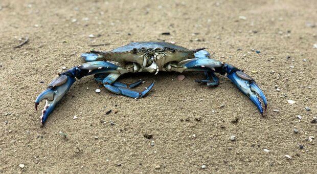 Un granchio blu sulla spiaggia