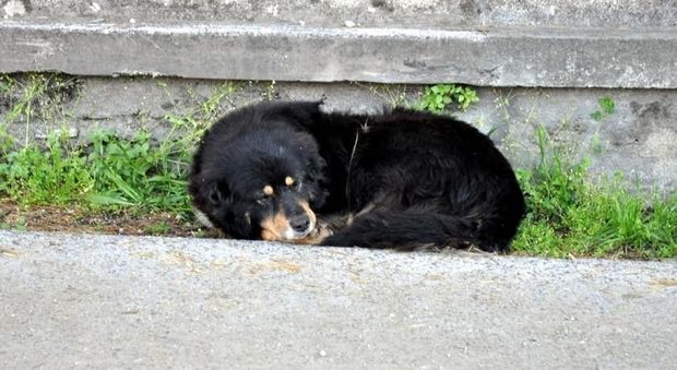 Palermo, abbandona un cane sul ciglio della strada: denunciato