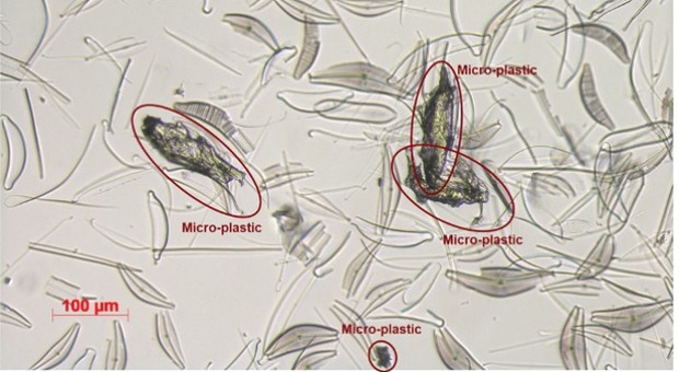 Cnr Pozzuoli, un ologramma per distinguere le microplastiche dal plancton nei mari