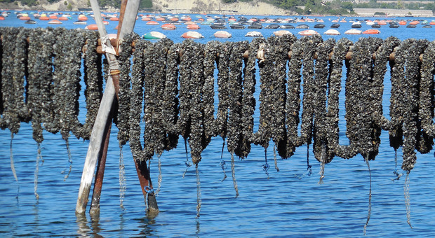 Moria di cozze nel Mar Piccolo, le associazioni chiedono ristori. E parte l'interrogazione parlamentare
