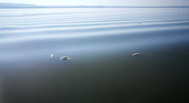 Alta mortalità di pesci nel lago di Lesina: controlli di Arpa su alghe tossiche e ossigeno