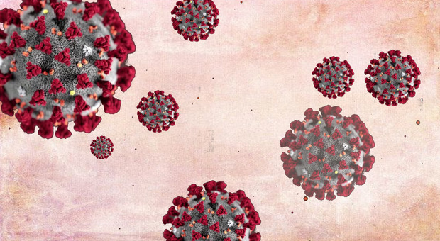 Coronavirus Mers, uomo positivo al "virus dei cammelli": sconosciuta l'origine del contagio. E i virologi si dividono