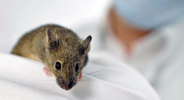 Primo embrione da cellule staminali: un topo. Poi l'uomo artificiale