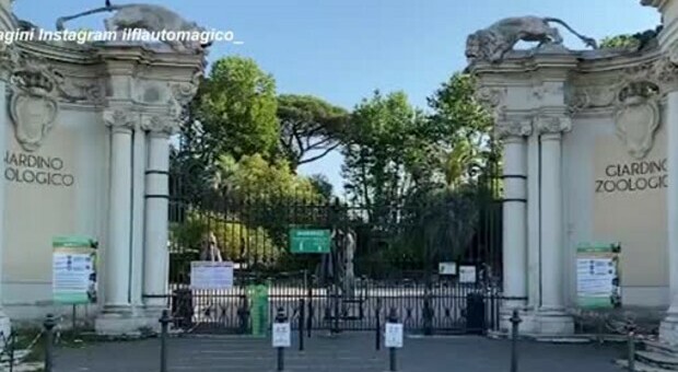 Rieti, liberati nel Parco Navegna 33 ululoni: gli esemplari erano stati allevati al Bioparco di Roma