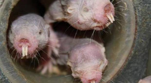 Il ratto talpa non è più immune al cancro: la ricerca che dà una speranza per l'uomo