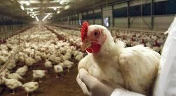 Cina, allarme per l'aviaria: infettati 4.500 polli in una provincia vicina a Wuhan