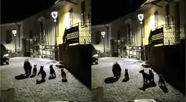 Mamma orsa con i suoi quattro cuccioli a spasso nella notte a San Sebastiano dei Marsi (immagini e video pubblicati da Ridi Abruzzo su Fb)