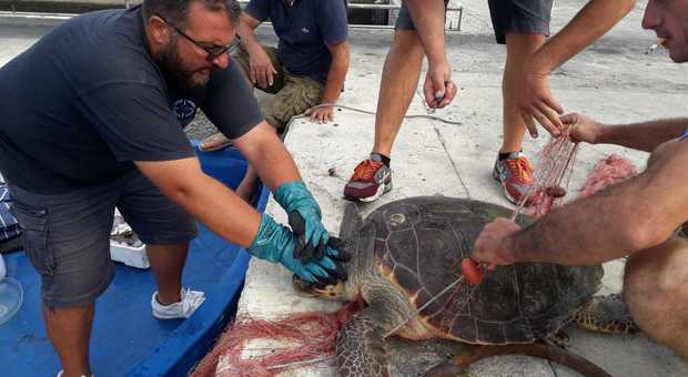 Salento, premio di 100 euro ai pescatori che salvano tartarughe: "Iniziativa unica in Italia"