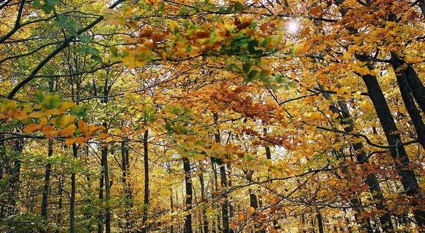 É arrivato l'autunno, la stagione del foliage: ecco perché le foglie cambiano colore