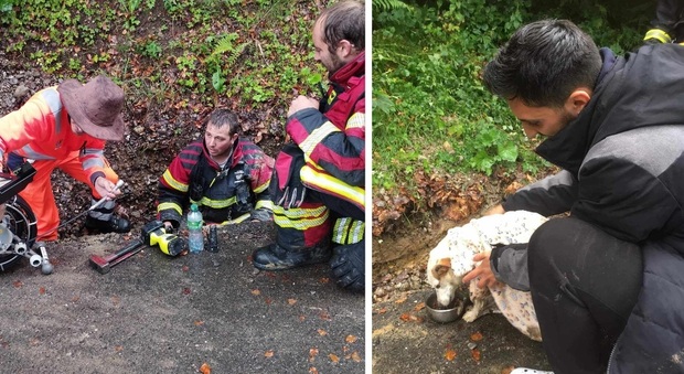 Cane intrappolato in un tombino, i vigili del fuoco lo salvano dopo un giorno di lavoro. Poi arriva il conto: «10mila euro»
