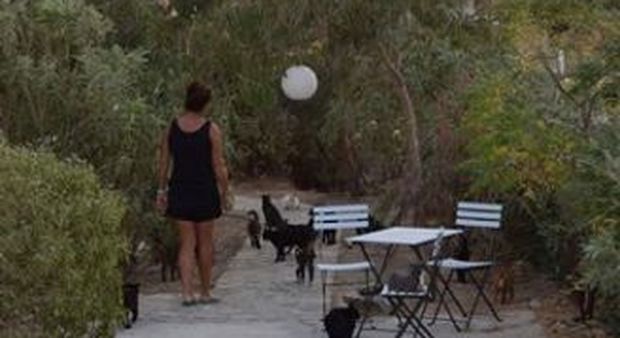 Cercasi accarezzatore di gatti in un'isola greca: 35mila candidati