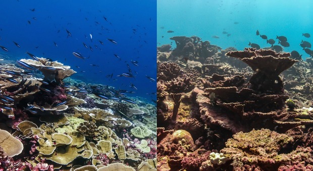 Terra troppo calda, la barriera corallina di Nemo sta morendo