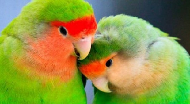 Una splendida coppia di pappagalli inseparabili