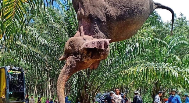 Strage di elefanti in Thailandia. Morti 10 esemplari in meno di una settimana. (immagine pubblicata da Save Elephant Foundation)