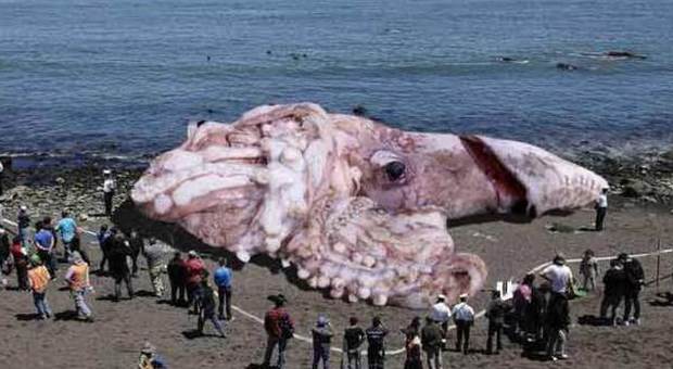 Calamaro gigante in California: «Sono le radiazioni di Fukushima». Ma è una bufala