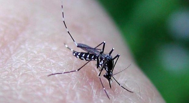 Zanzara tigre: settimana di massima allerta in Puglia