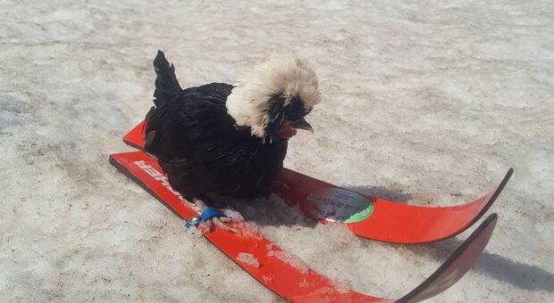 Morta la gallina mascotte di Alleghe, che sapeva sciare