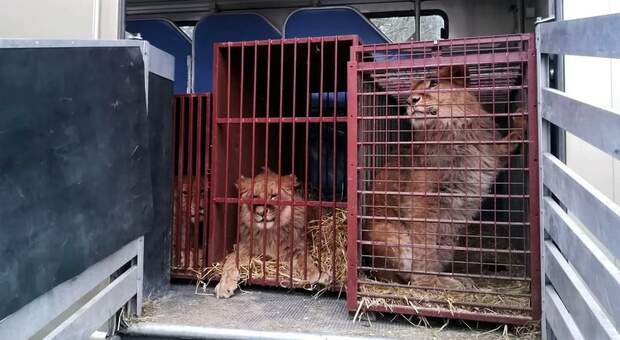 Alcuni dei grandi felini trasferiti in Polonia (immag diffuse da Poznan Zoo Official site su Fb)