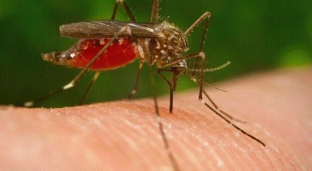 West Nile, donna di 45 anni punta da zanzara infetta muore dopo tre mesi di agonia: lascia due figlie, il dramma nel Veneziano