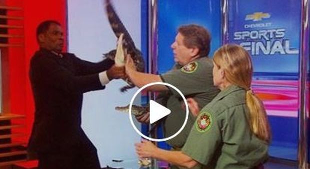 Giornalista lotta in diretta con un alligatore: il video diventa virale