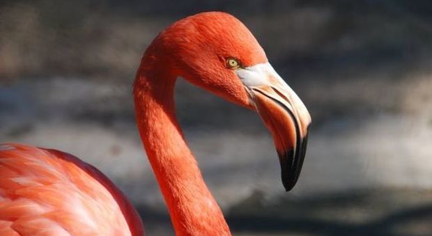“Vivere in rosa” alle Bahamas: un resort di lusso cerca un guardiano di fenicotteri