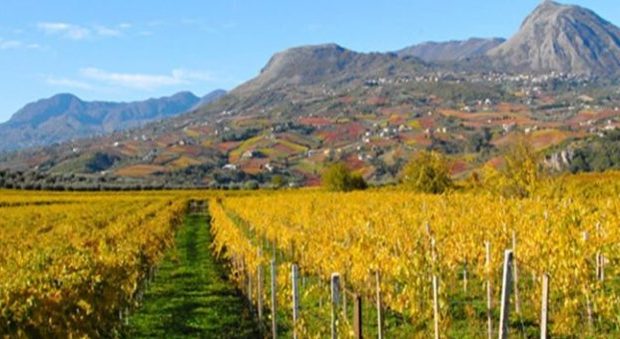 Vino: Sannio, Vesuvio e Salerno l'alleanza dei tre consorzi di tutela