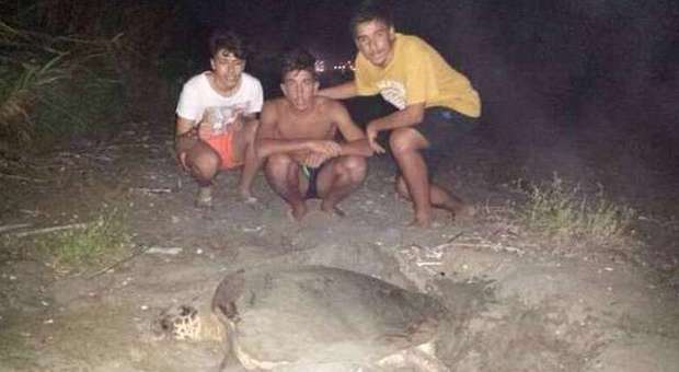 Una tartaruga Caretta Caretta nidifica sulla spiagga di Acciaroli