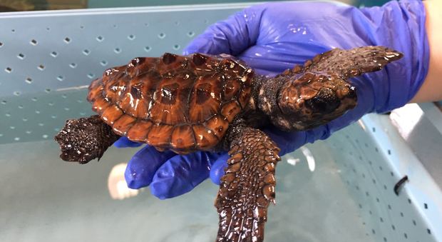 Peppiniello, la tartarughina trovata quasi assiderata sulla spiaggia di Ostia