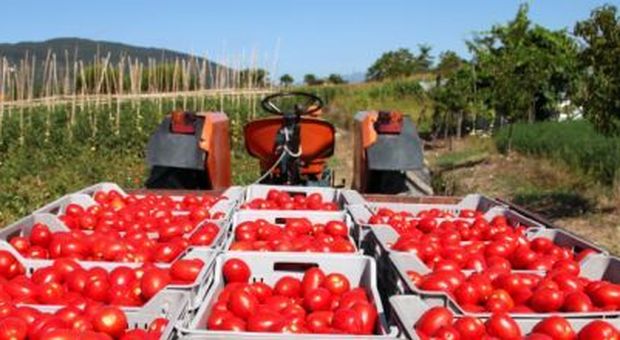 Estorsioni mafiose ai trasportatori di pomodori: 6 arresti