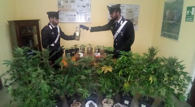 Urbino, dal produttore allo spacciatore: coppia di insospettabili coltiva la marijuana in cantina