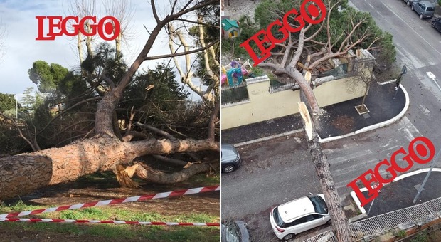Roma, bufera di vento abbatte gli alberi: tragedia sfiorata in una scuola alla Balduina, pini caduti sull'Appia e la Colombo