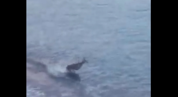Il cerbiatto si tuffa in mare spaventato. (immagini e video pubblicate da Ansa)