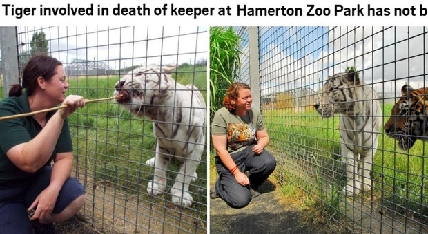 La tigre uccide l'addetta dello zoo, il web rassicurato: "Non sarà abbattuta" (Metro.co.uk)